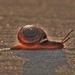 Sidewalk Snail 2 by lynnz