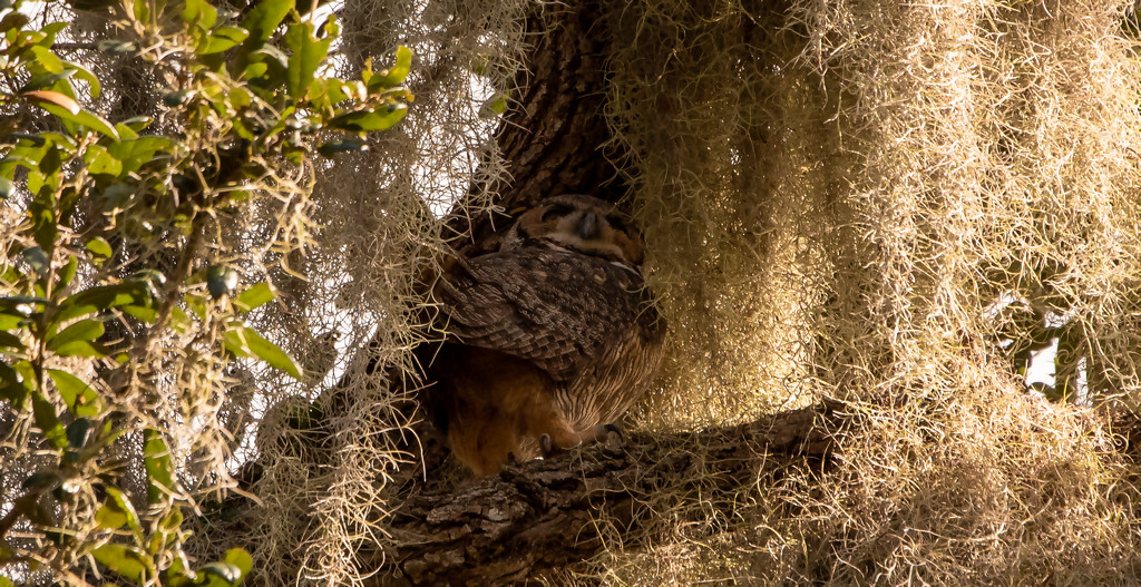 Great Horned Owl, in the Moss! by rickster549