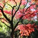 The Japanese Maple Tree by motherjane