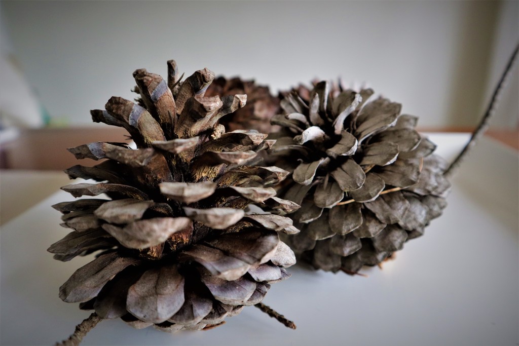 pine cones by sandradavies