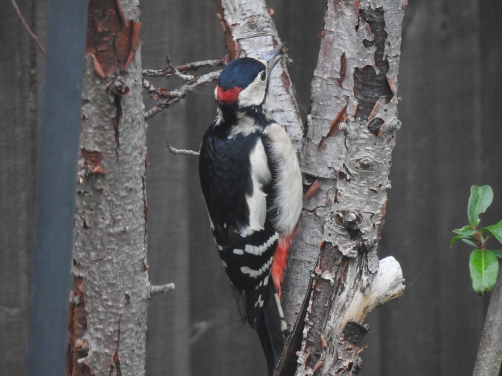 Woodpecker by mattjcuk