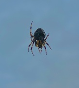 8th Oct 2020 - Spider