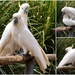  Cheeky Sulphur Crested Cockatoos ~  by happysnaps