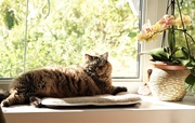 12th Oct 2020 - Gracie basking in the Bay window