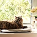 Gracie basking in the Bay window by radiogirl