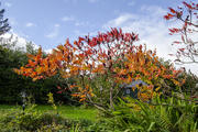 10th Oct 2020 - Staghorn Sumas in Autumn