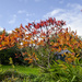 Staghorn Sumas in Autumn by clivee