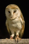 11th Oct 2020 - Barn Owl
