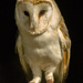Barn Owl by clivee