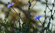 12th Oct 2020 - Tiny wildflowers