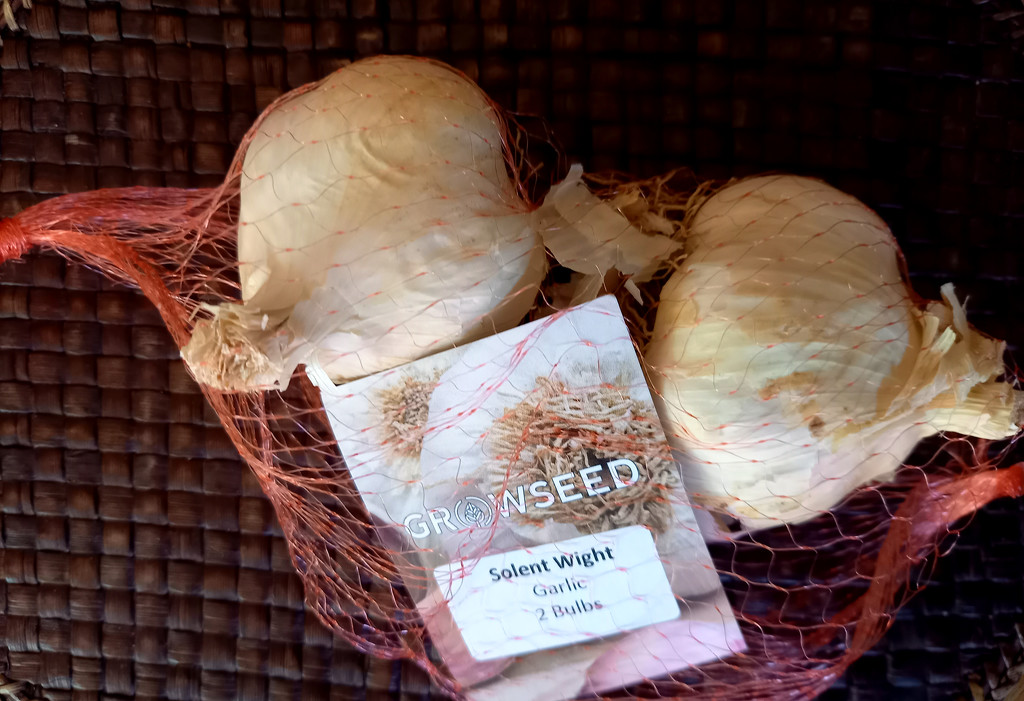 Oct 3rd garlic I by valpetersen