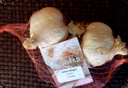 3rd Oct 2020 - Oct 3rd garlic I