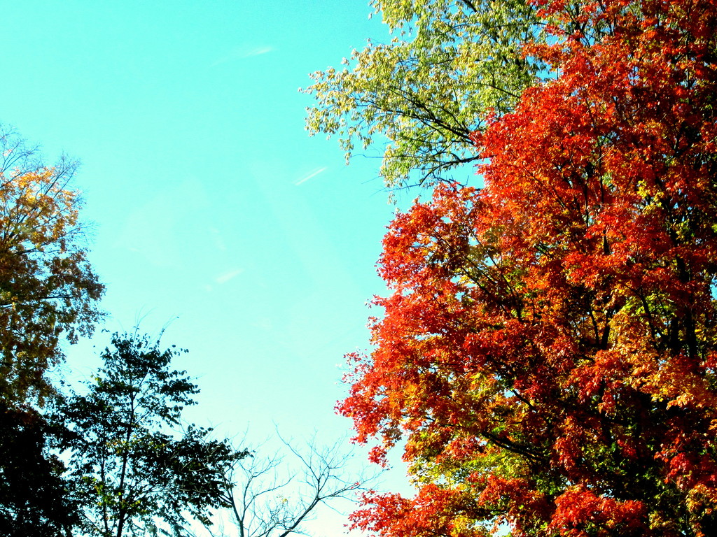 Autumn glory by bruni