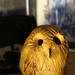 Oct 7th Owl I by valpetersen