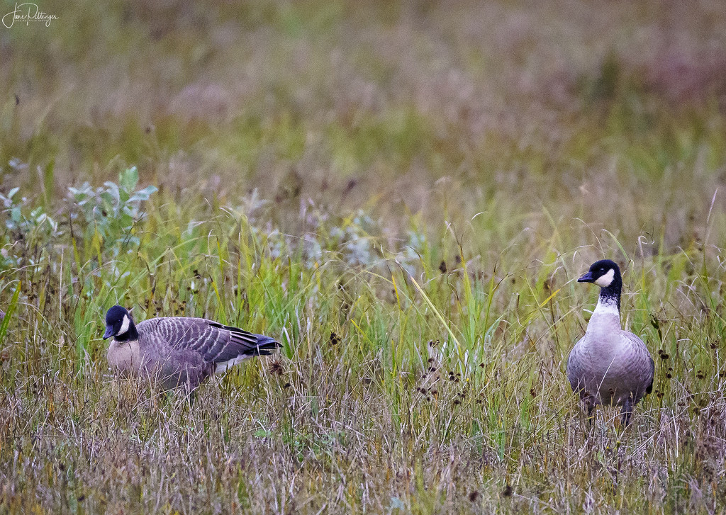 Canadian Geese Taking A Break from Traveling by jgpittenger