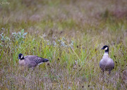 12th Oct 2020 - Canadian Geese Taking A Break from Traveling