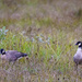 Canadian Geese Taking A Break from Traveling by jgpittenger