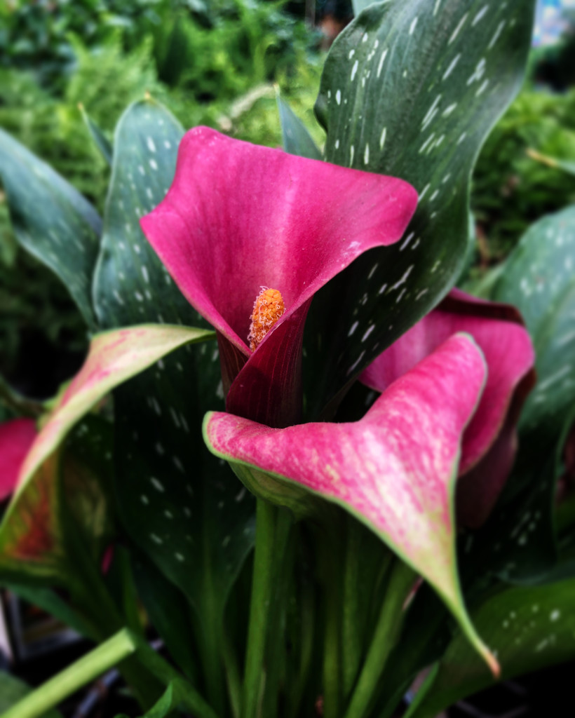 Pink Calla Lily by loweygrace