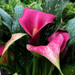 Pink Calla Lily by loweygrace