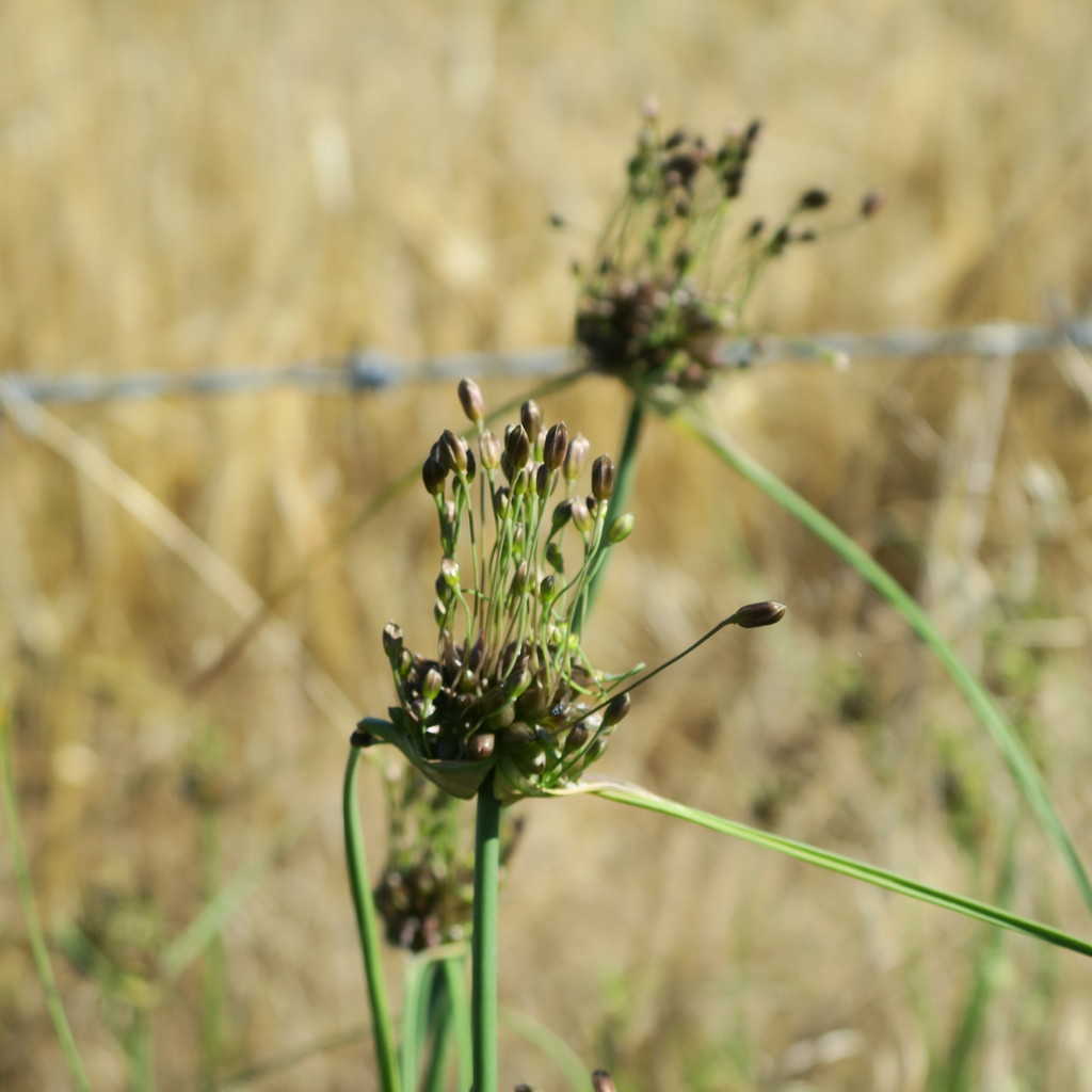 Field garlic by mariadarby