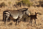 11th Dec 2019 - 2019 12 11 Zebra and Foal