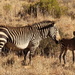 2019 12 11 Zebra and Foal by kwiksilver
