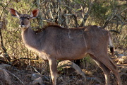 13th Dec 2019 - 2019 12 13 Female Kudu