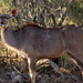 2019 12 13 Female Kudu by kwiksilver