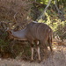 2019 12 14 Male Kudu by kwiksilver