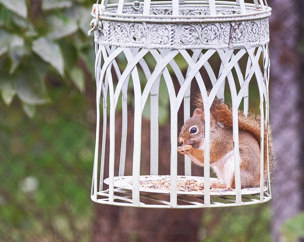 Small Squirrel by gardencat