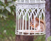 12th Oct 2020 - Small Squirrel