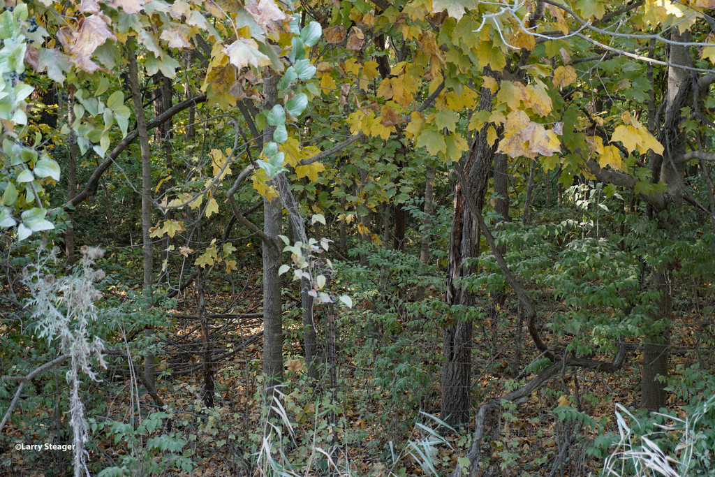 Woods starting to change colors by larrysphotos