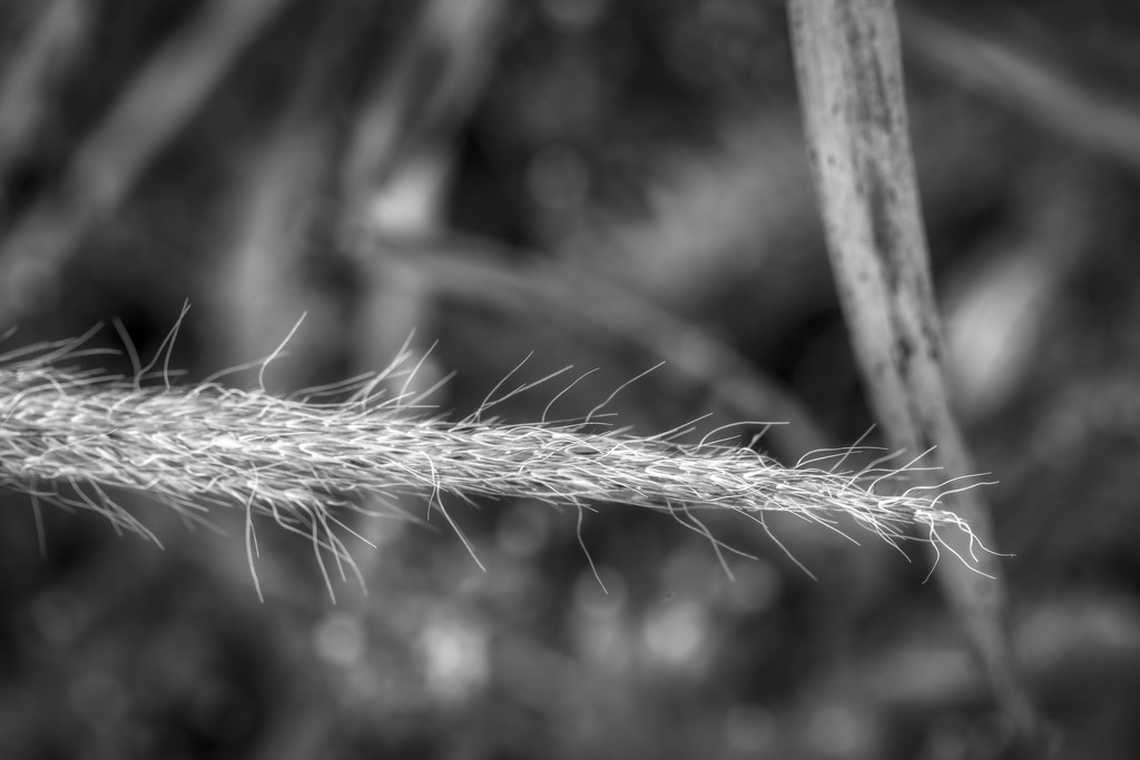 Grasses by kvphoto
