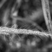 Grasses by kvphoto
