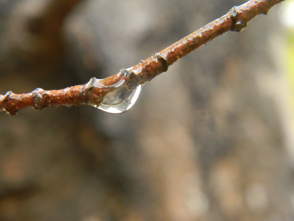 Raindrop on Maple Tree Branch by sfeldphotos