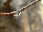 12th Oct 2020 - Raindrop on Maple Tree Branch