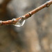 Raindrop on Maple Tree Branch by sfeldphotos