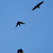 Crows  by sugarmuser