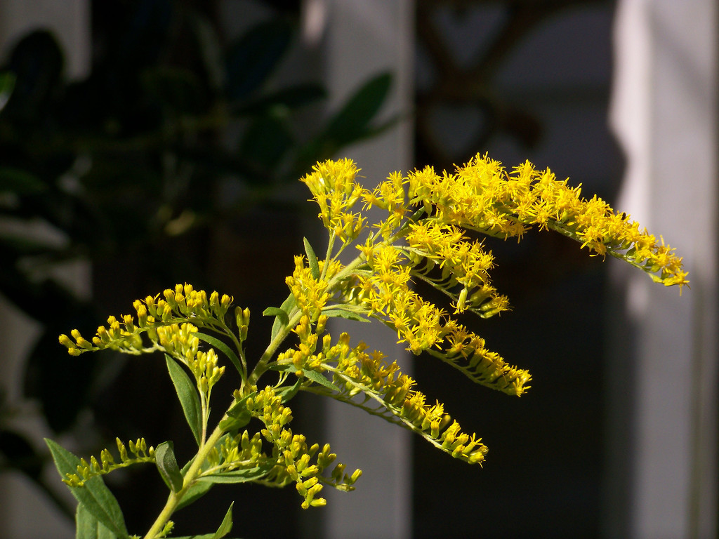 Goldenrod by the front porch... by marlboromaam
