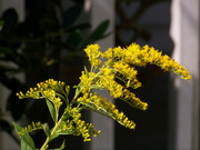 13th Oct 2020 - Goldenrod by the front porch...