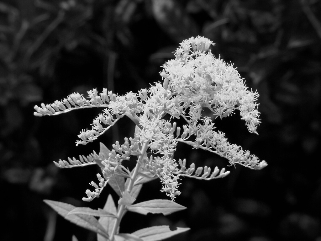 Goldenrod in black and white... by marlboromaam