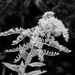 Goldenrod in black and white... by marlboromaam