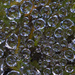 Spheres of Rosemary by timerskine