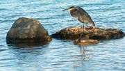 12th Oct 2020 - great blue heron 