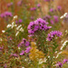 new england asters by rminer