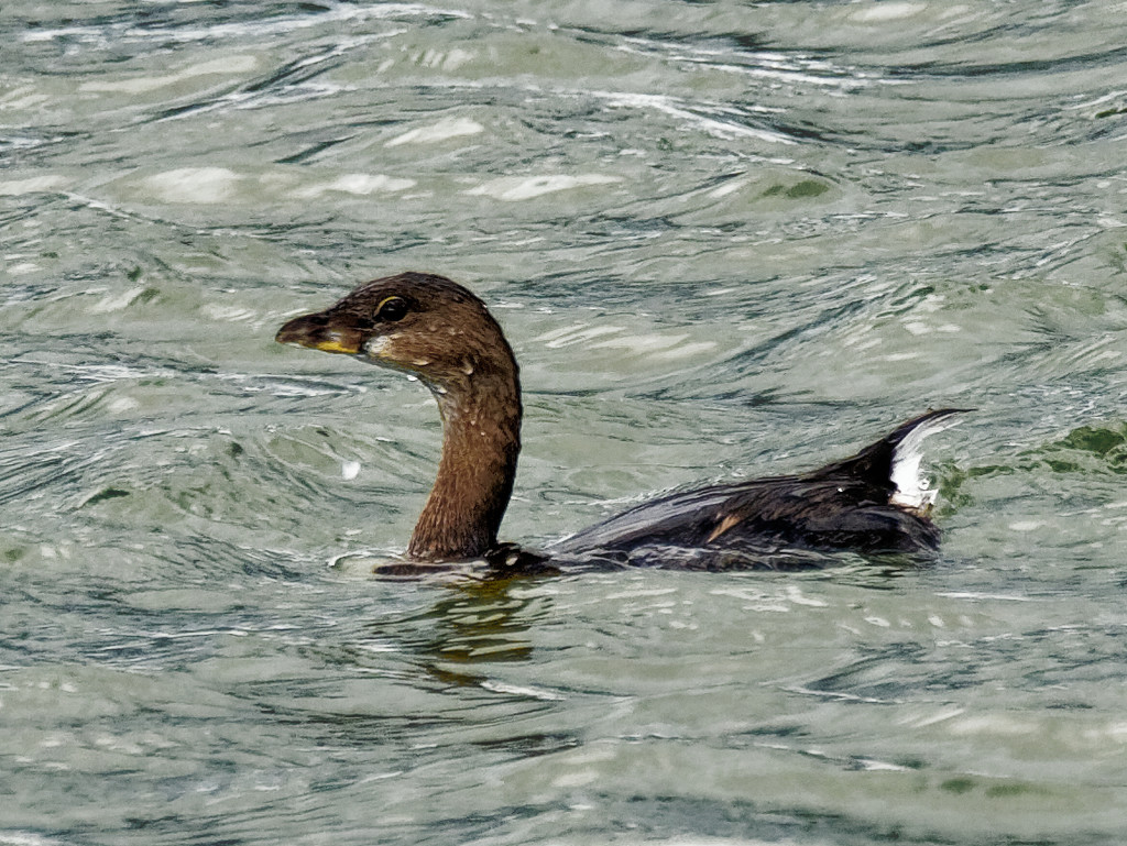 pied-billed grebe  by rminer