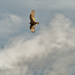 turkey vulture in the clouds by rminer