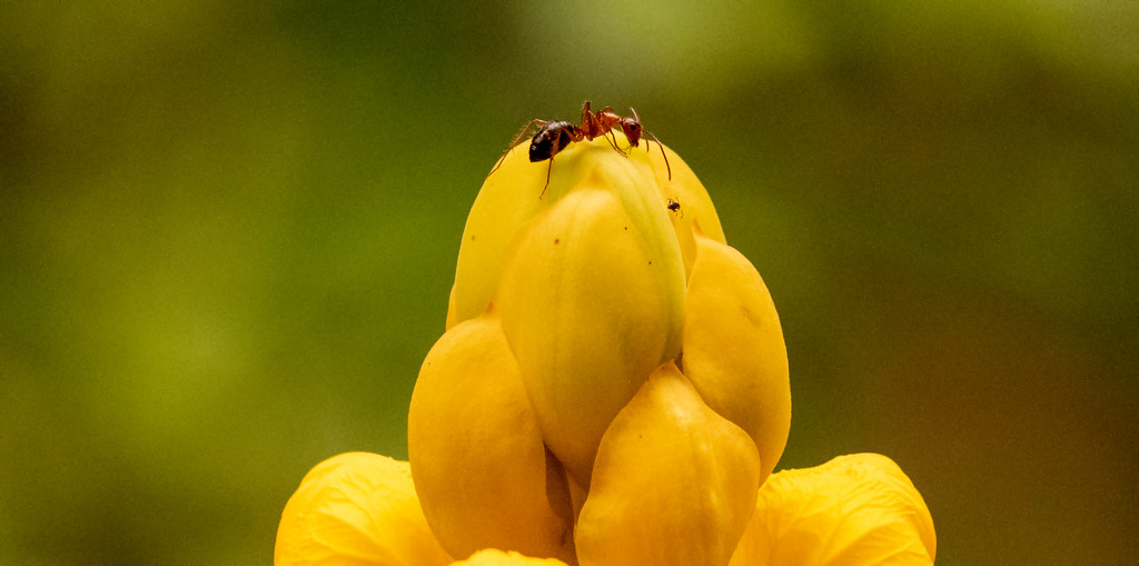 Flower and Ant! by rickster549