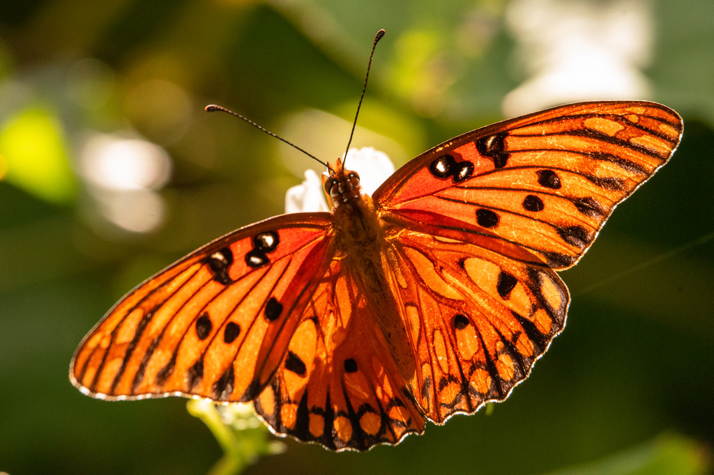 Sunlit Gulf Fritillary Butterfly in the Sunlight! by rickster549