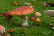 12th Oct 2020 - ~Mushrooms~